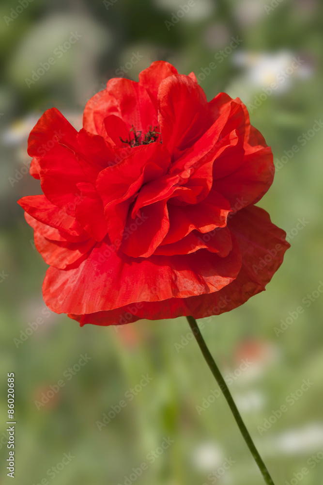 poppy in the garden