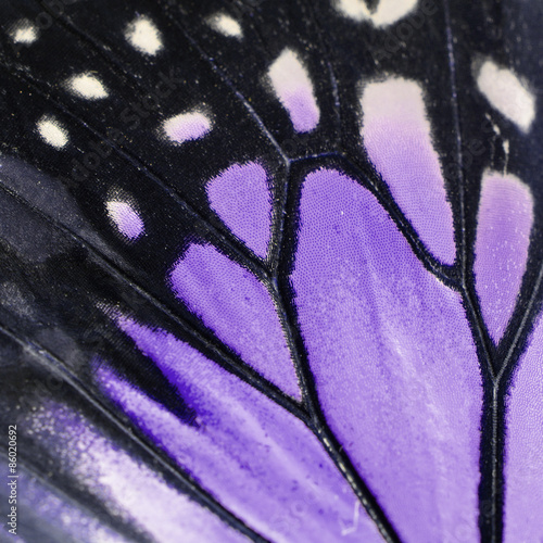 Canvas Print purple butterfly wing
