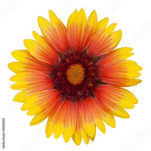 orange dahlia flower on a white background