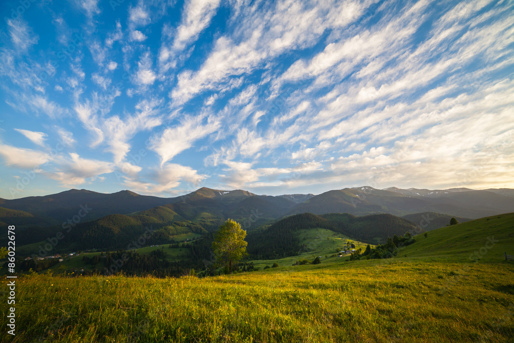 mountain summer landscape. trees near meadow and forest mountain summer landscape. trees near meadow and forest