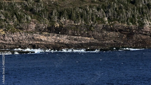 Gannets flock, fly, divebomb - Cranked FPS photo