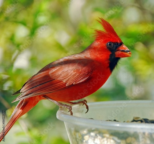 Cardinal Male (Cardinalis cardinalis)