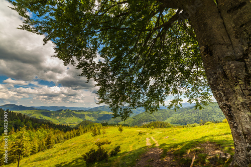 mountain summer landscape. trees near meadow and forest
