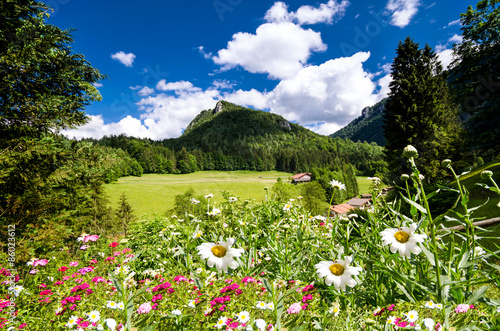 blühende Wiese in den Bergen- Bayern-Deutschland photo