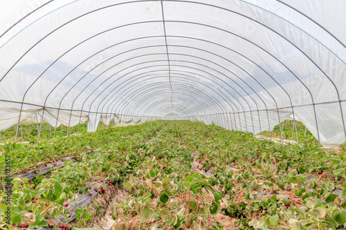 greenhouse