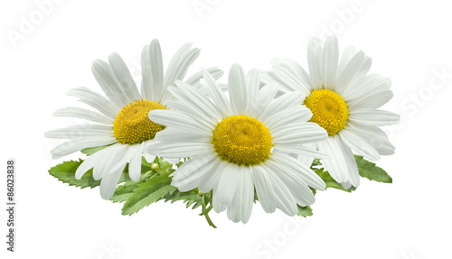 3 chamomile composition isolated on white background