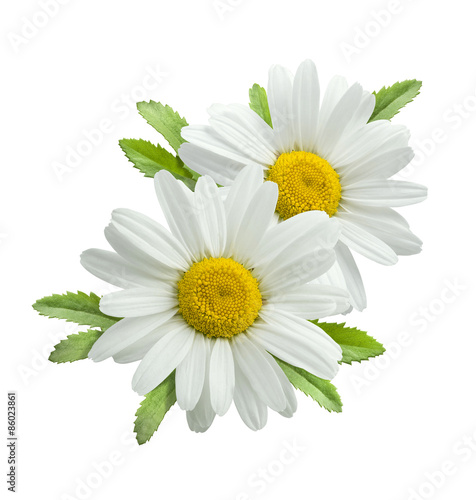 Double vertical chamomile composition isolated