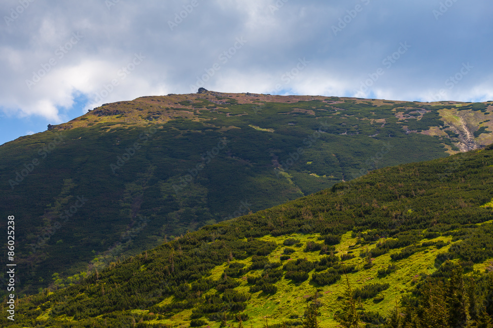 Obraz premium mountain summer landscape. trees near meadow