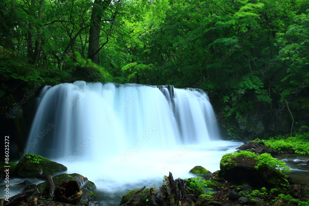 Fototapeta premium 奥入瀬渓流 銚子大滝