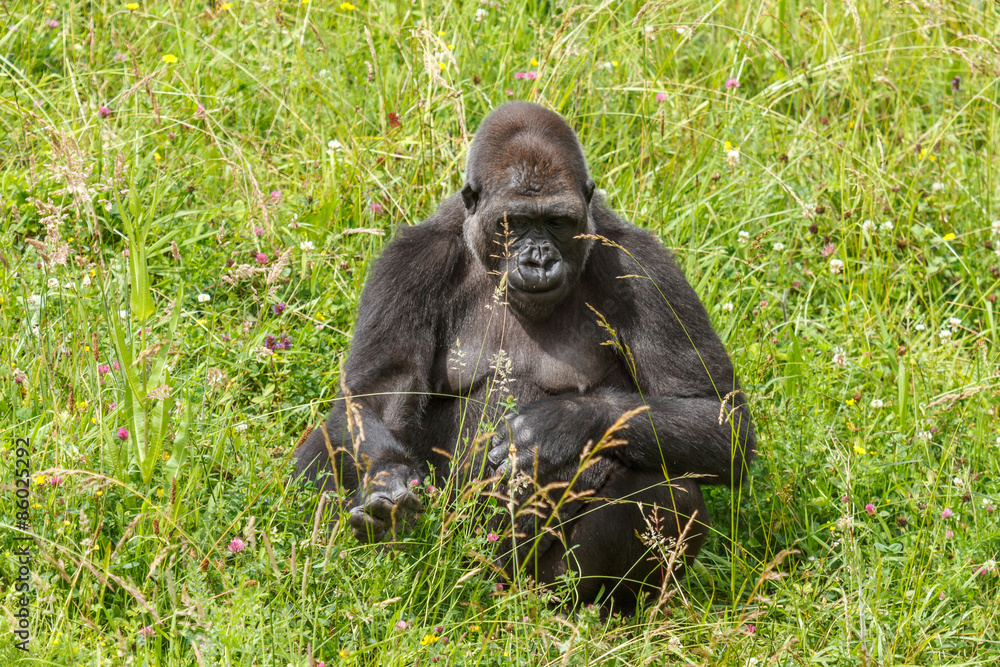 Gorilla beringei graueri. Gorila de Llanura.
Gorilla beringei graueri. Gorila de Llanura.