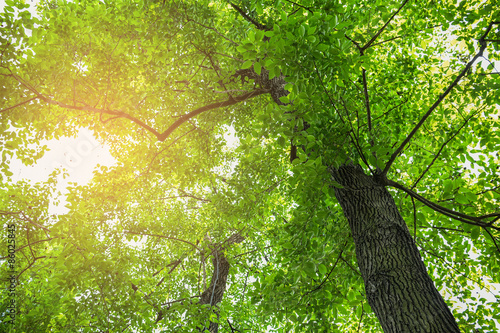 top view of green tree