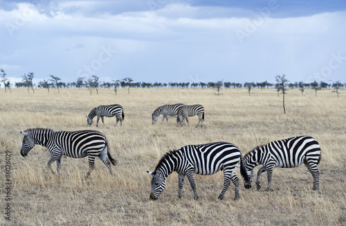 Tanzania  Serengeti National Park  Lobo area  zebras  equus burchellii 