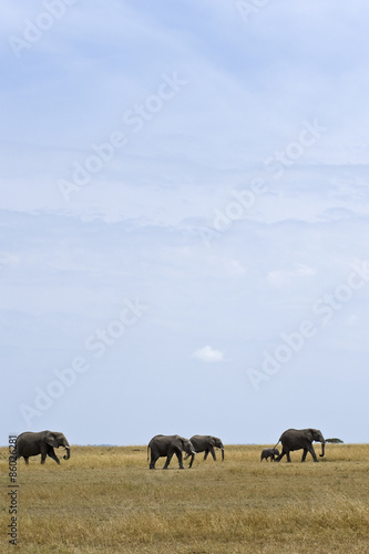 Tanzania, Serengeti National Park, the Mara River area, an elephant (loxodont...