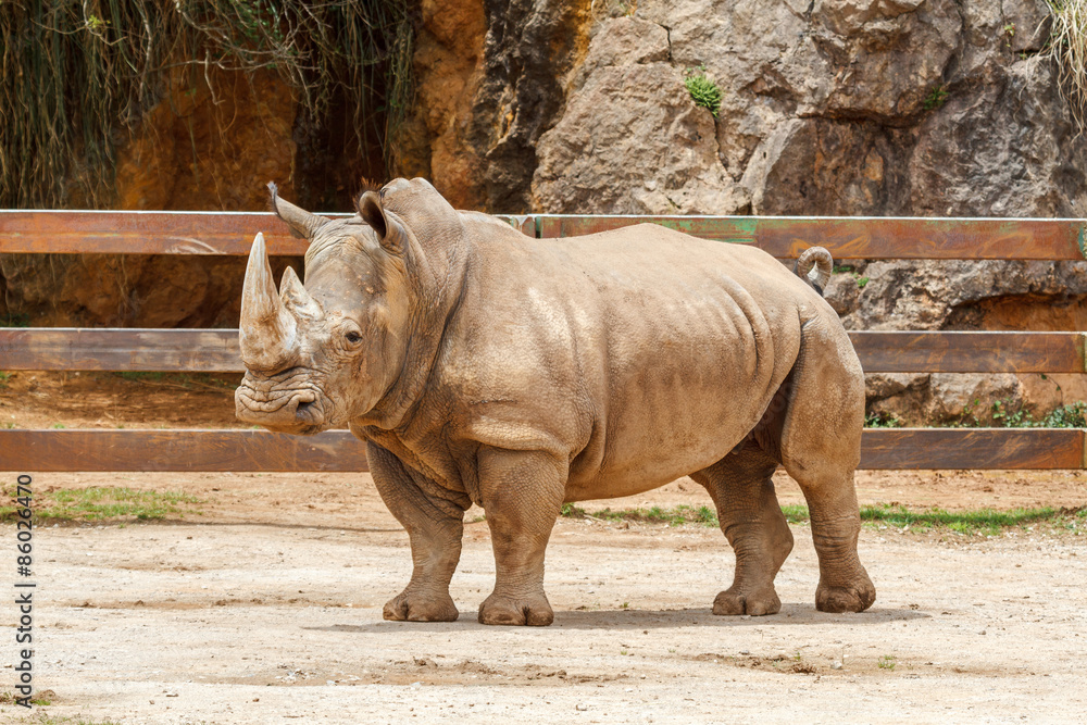 Ceratotherium simum. Macho de Rinoceronte Blanco.
Ceratotherium simum. Macho de Rinoceronte Blanco.