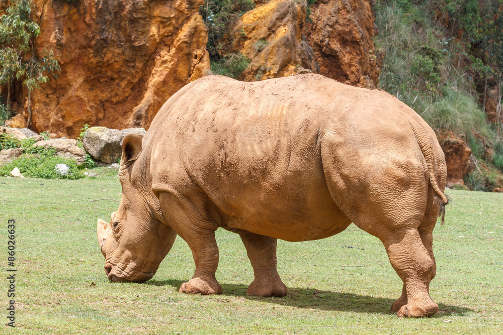 Obraz premium Ceratotherium simum. Rinoceronte Blanco pastando.