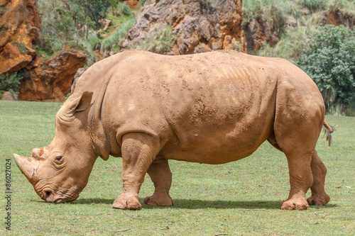 Ceratotherium simum. Rinoceronte Blanco pastando.  