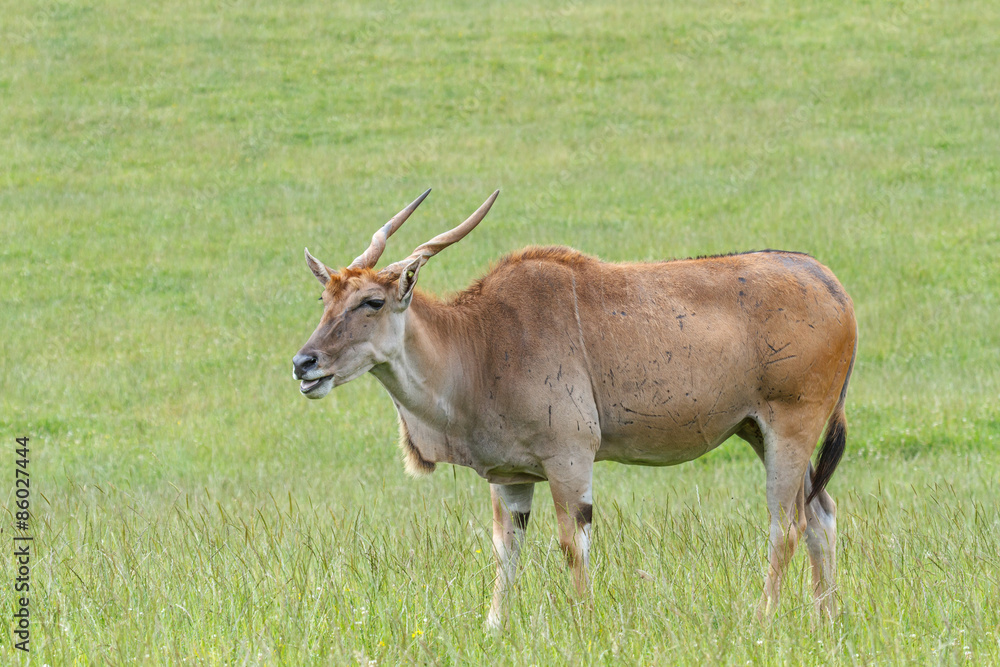 Taurotragus orix. Eland, pastando.
Taurotragus orix. Eland, pastando.