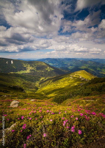 Magic pink rhododendron flowers in the mountains