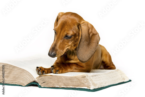 Fototapeta Naklejka Na Ścianę i Meble -  Dog Read Book, Animal Education, Smart Dachshund Reading on White