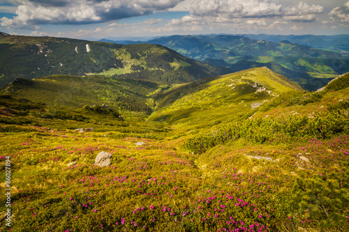 Magic pink rhododendron flowers in the mountains