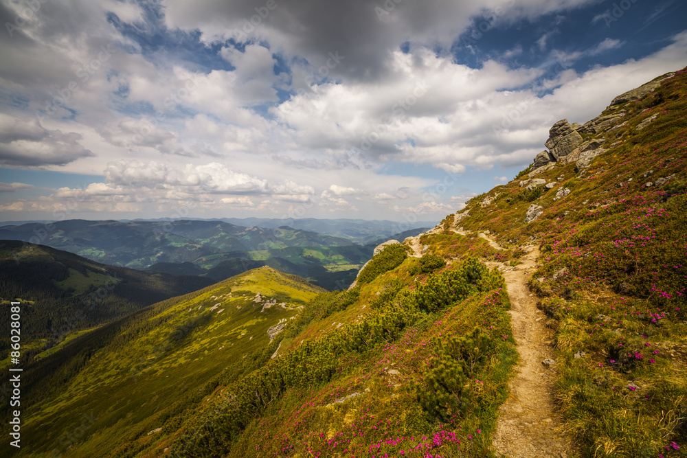 Naklejka premium Magic pink rhododendron flowers in the mountains