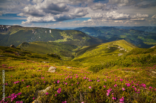 Magic pink rhododendron flowers in the mountains