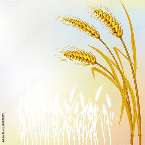 Background with wheat