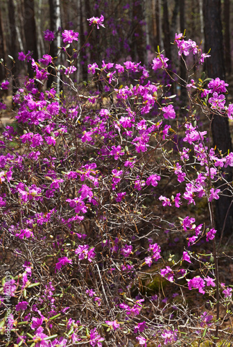 Flowering rhododendron. Siberian forest in spring