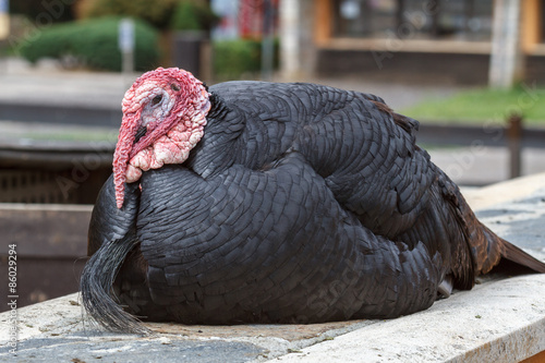 Pavo Doméstico macho. Meleagris gallopavo.
