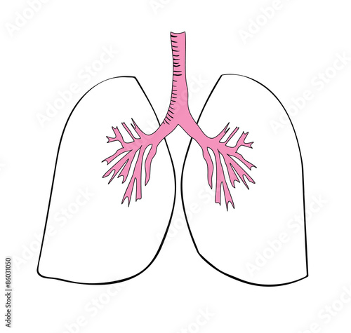 Vector drawing of lungs