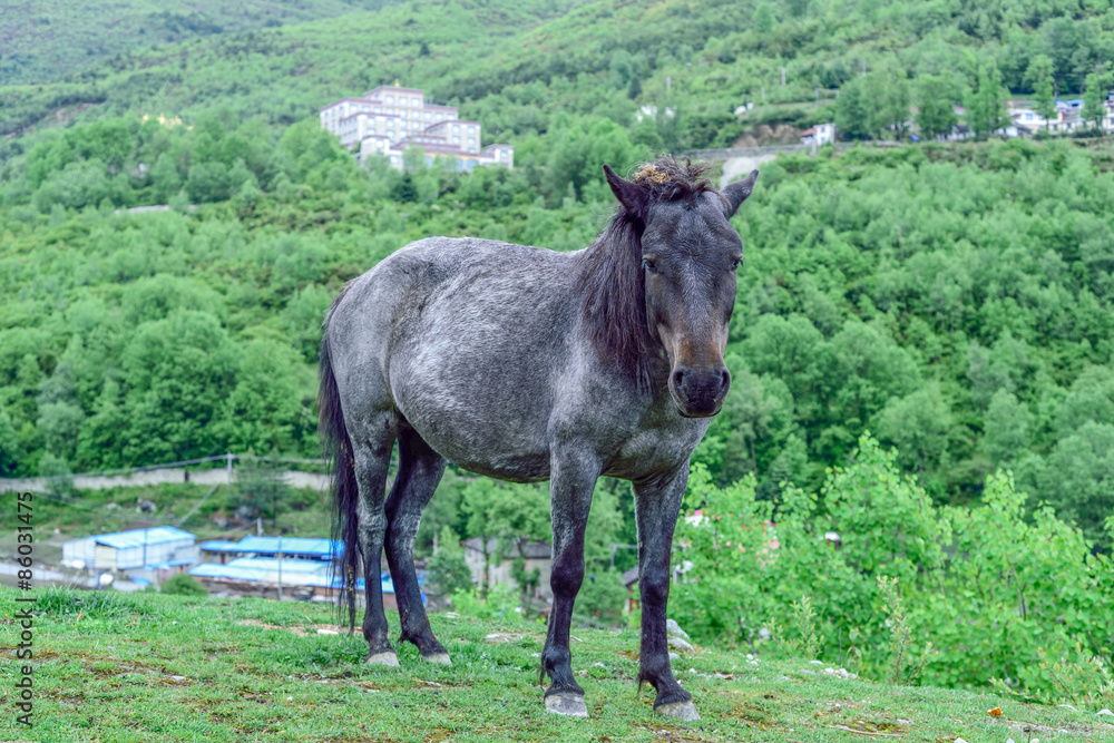 Fototapeta premium horse