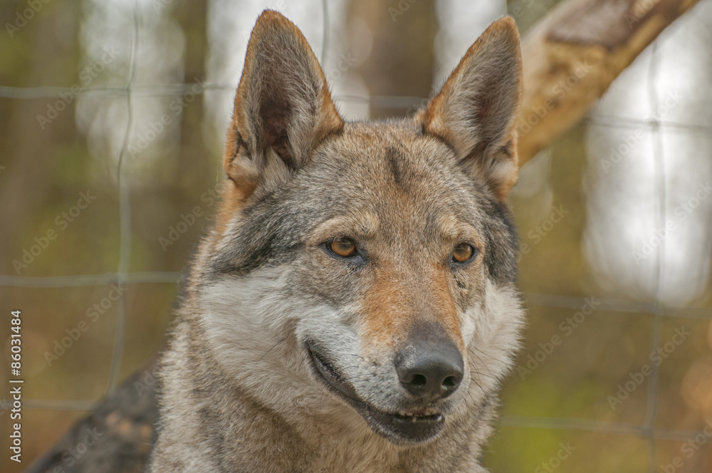 Fototapeta premium Czechoslovakian wolfdog;