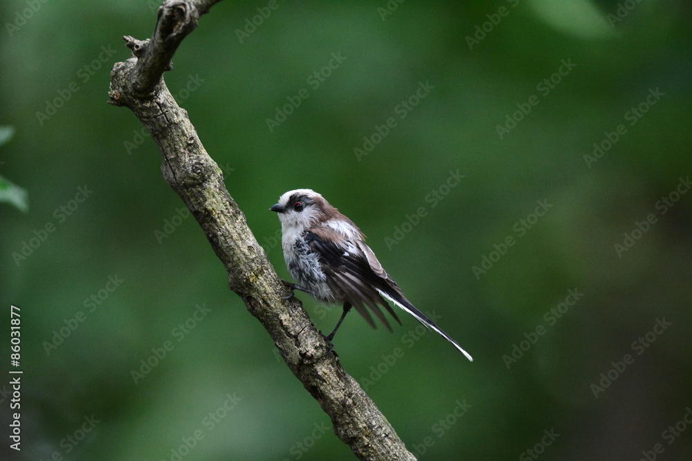 Naklejka premium エナガ