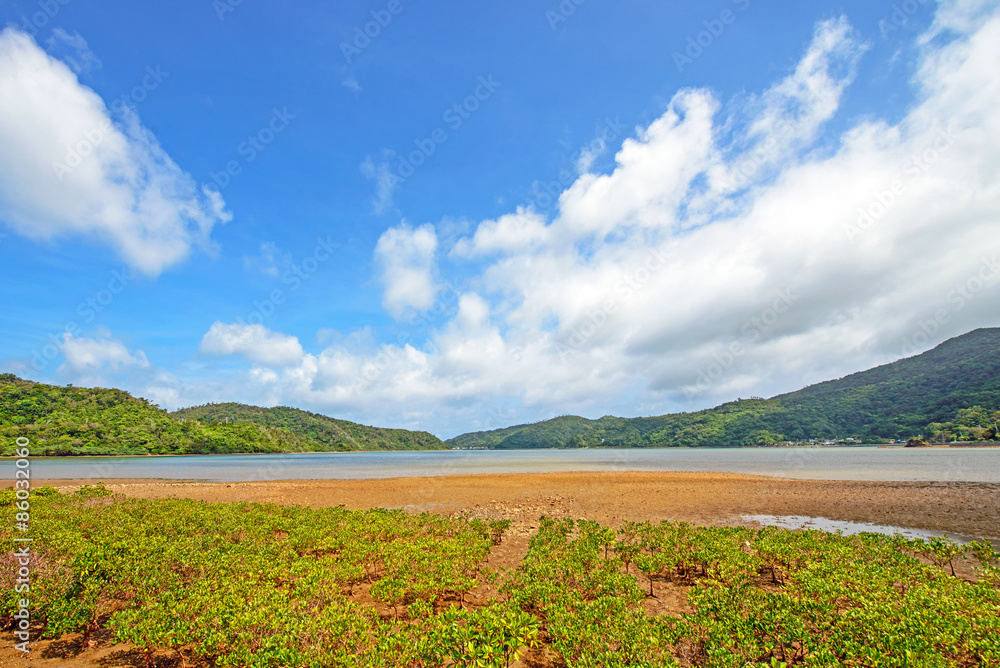 Seedlings of mangrove, Okinawa, Japan