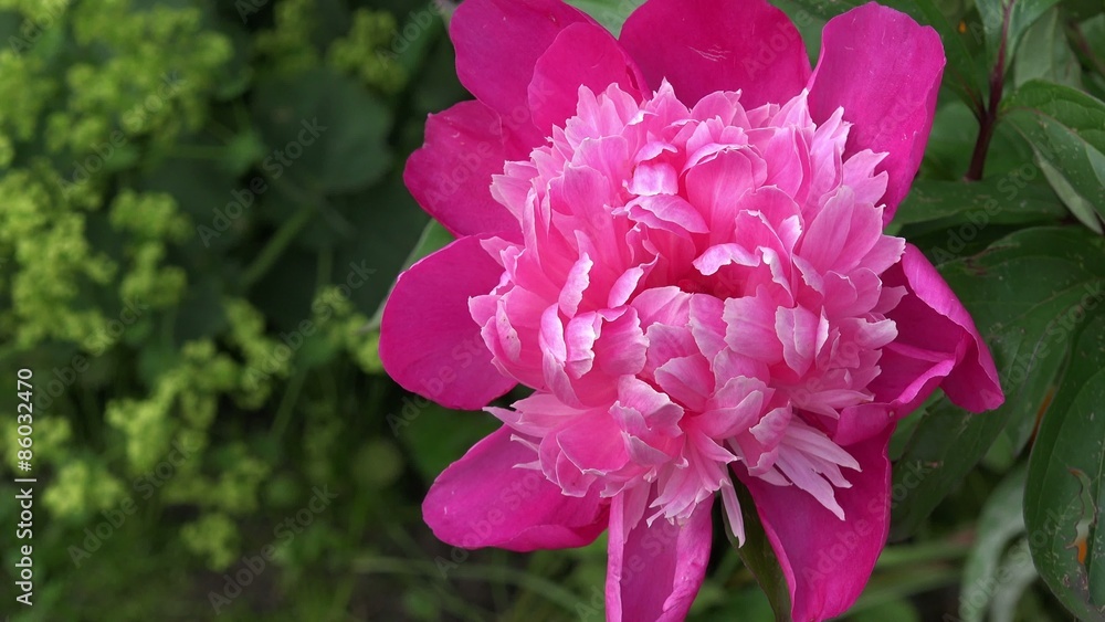 Peony in the nature Peony in the nature