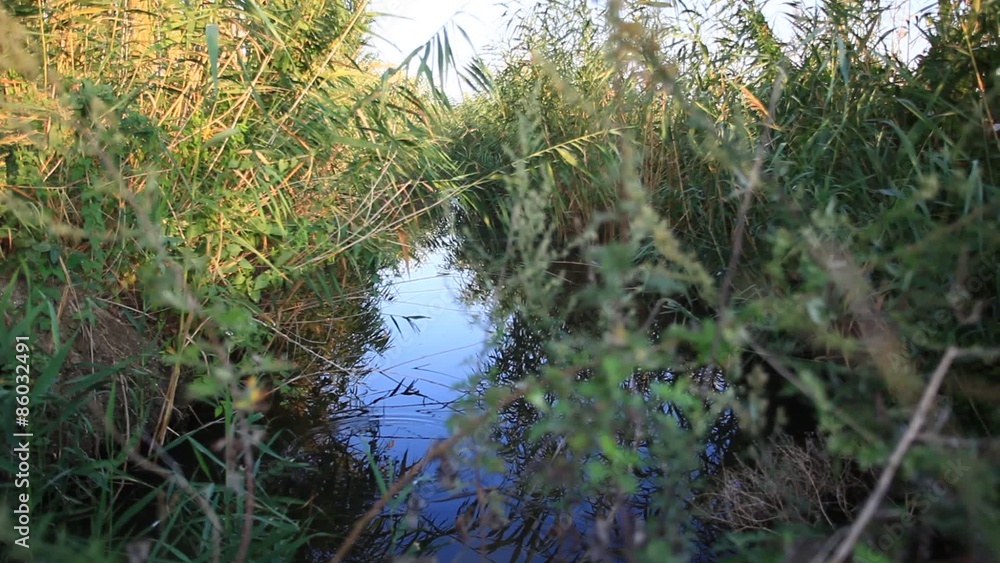 Swampy lake with mirror water level in mysterious forest, young Swampy lake with mirror water level in mysterious forest, young
