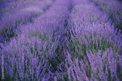 Lavender field at the sunset