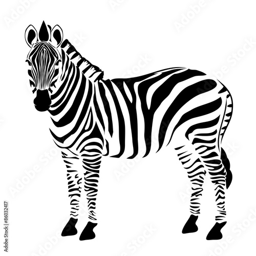 Zebra illustration vector