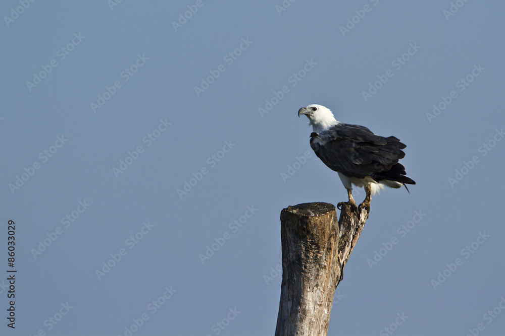 White-bellied sea eagle in Pottuvil, Sri Lanka White-bellied sea eagle in Pottuvil, Sri Lanka