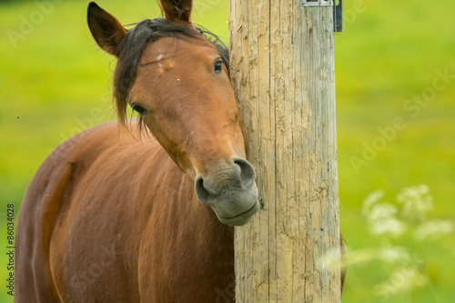 Horse scratching against telephone pole.