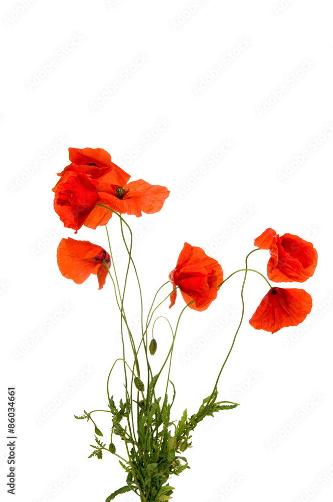 Naklejka premium Poppy flowers