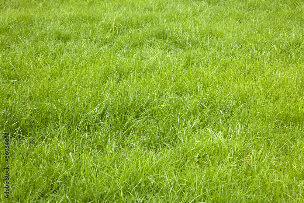 Green grass background Green grass background