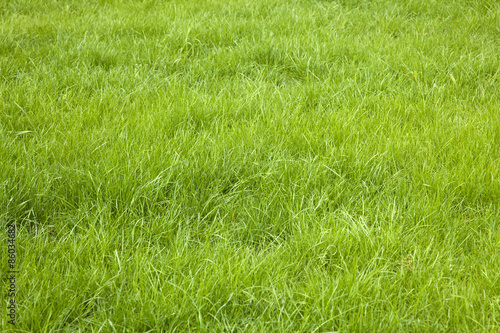 Green grass background © Jakub Krechowicz