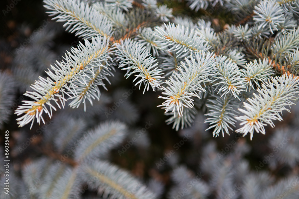 Branches of silver spruce