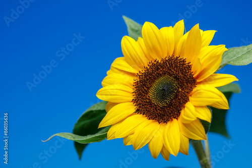Fototapeta Naklejka Na Ścianę i Meble -  向日葵