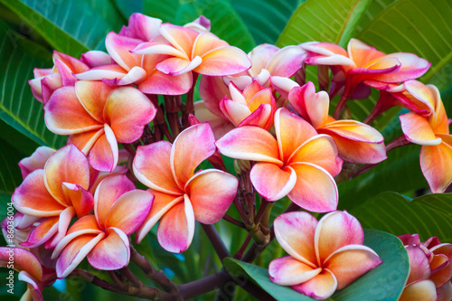 Plumeria flower