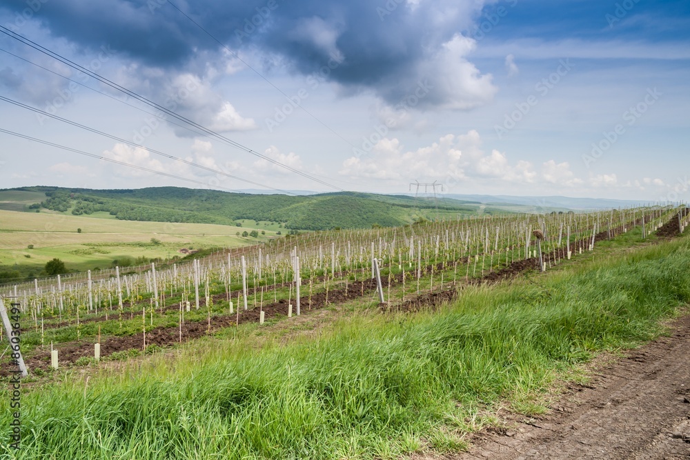 Landscape with vineyard in the hills of Transylvania