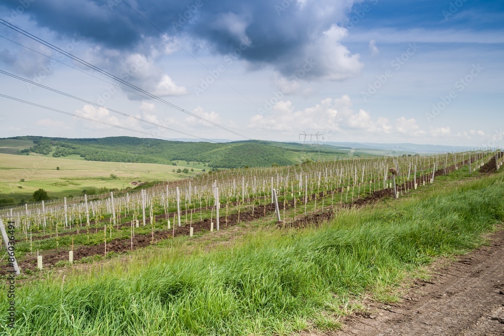 Landscape with vineyard in the hills of Transylvania Landscape with vineyard in the hills of Transylvania