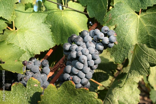 Ripe black grape in the sunny day