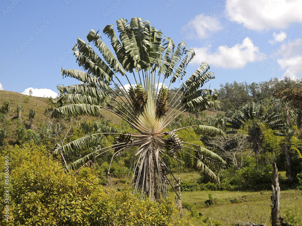 Obraz premium Ravenala or travellers tree over blue sky, Madagascar